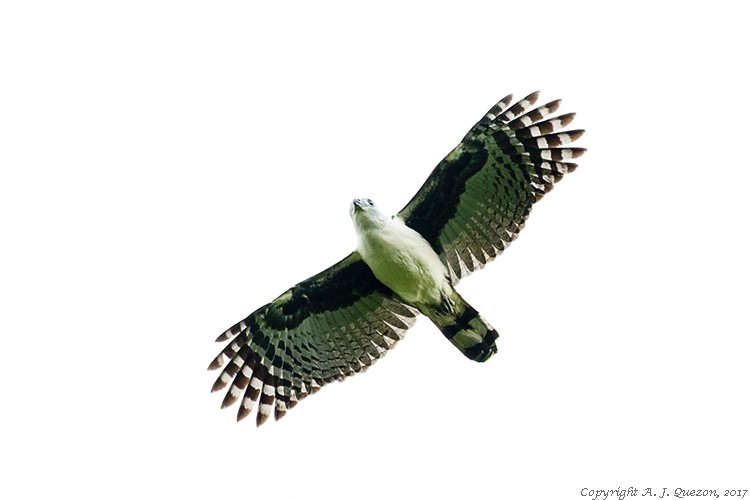 Gray-headed Kite (Leptodon cayanensis)