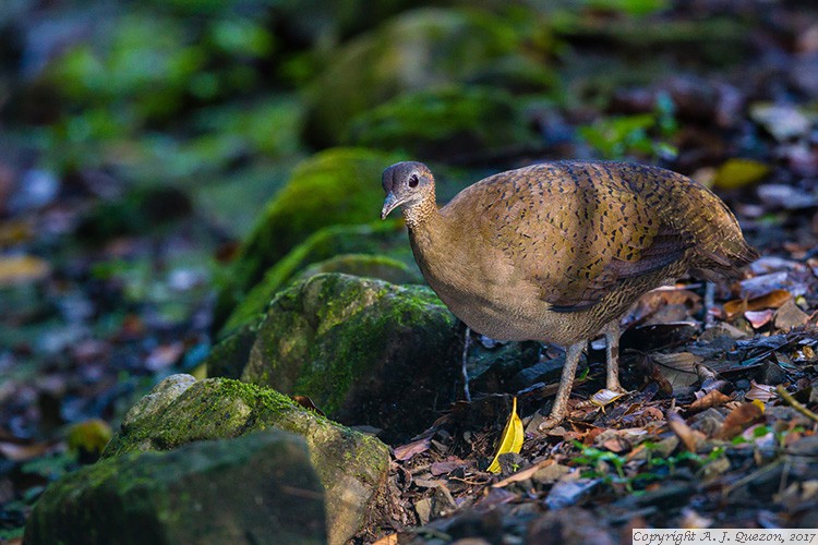 Great Tinamou (Tinamus major)