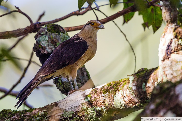 Yellow-headed Caracara (Milvago chimachima)