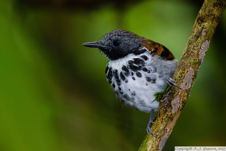 Spotted Antbird (Hylophylax naevioides)