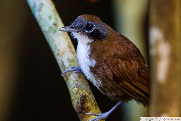 Bicolored Antbird (Gmnopithys leucaspis)