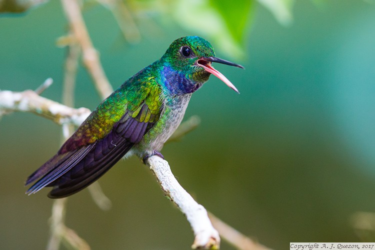 Blue-chested Hummingbird (Amazilia amabilis)