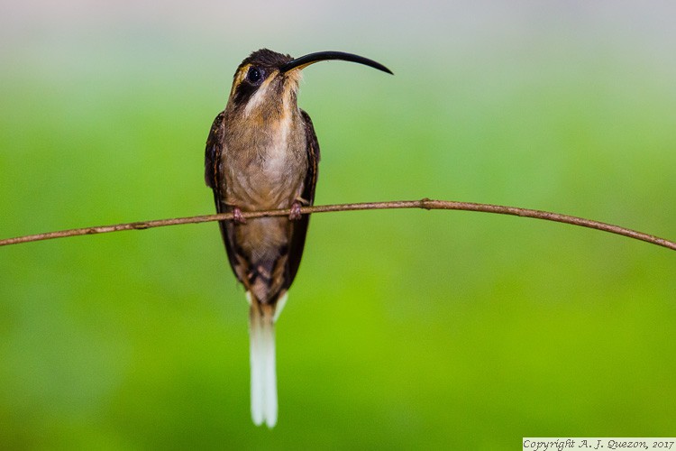 Long-billed Hermit (Phaethornis longirostris)