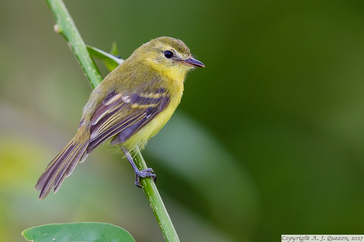 Yellow Tyrannulet (Capsiempis flaveola)