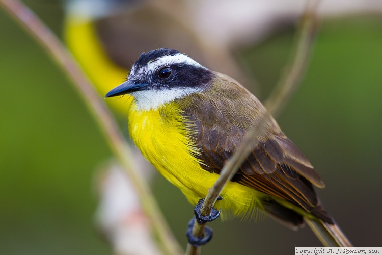 Rusty-margined Flycatcher (Myiozetetes cayanensis)