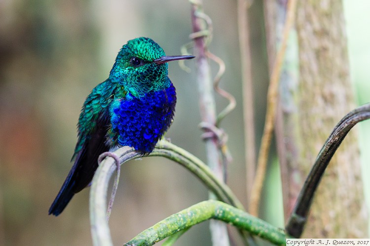 Violet-bellied Hummingbird (Damophila julie)