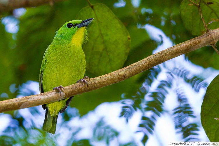 Green Shrike-Vireo (Vireolanius pulchellus)