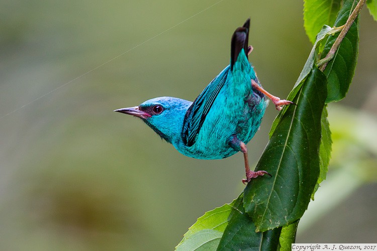 Blue Dacnis (Dacnis cayana)