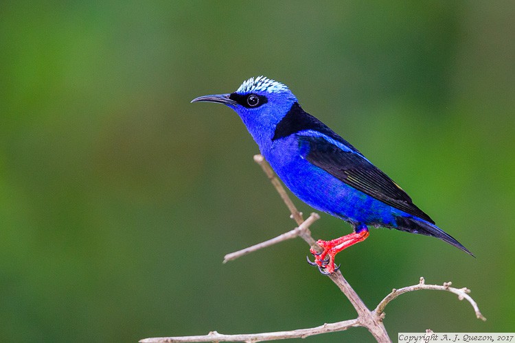 Red-legged Honeycreeper (Cyanerpes cyaneus)<br/>