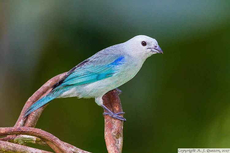 Blue-gray Tanager (Thraupis episcopus)