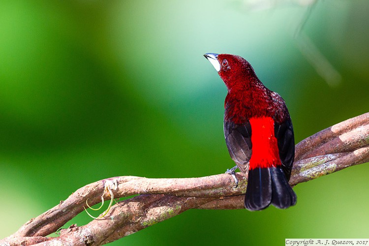 Crimson-backed Tanager (Ramphocelus dimidiatus)