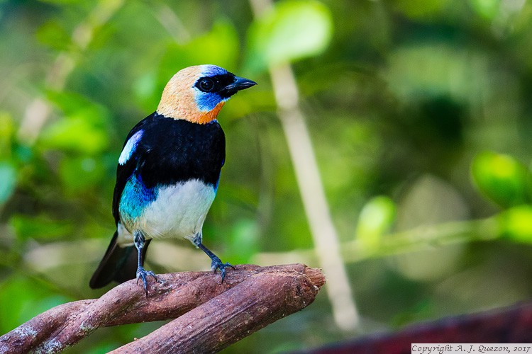 Golden-hooded Tanager (Tangara larvata)