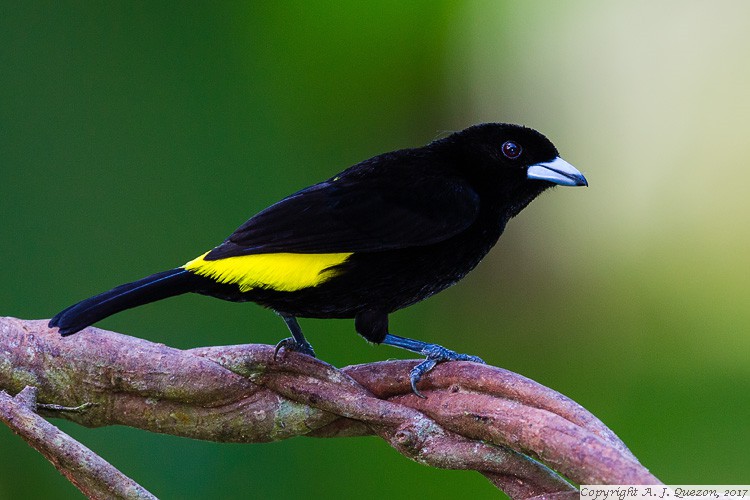 Flame-rumped Tanager (Ramphocelus flammigerus)