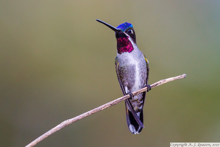 Long-billed Starthroat (Heliomaster longirostris)