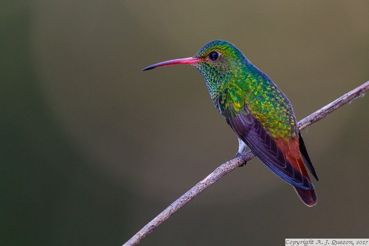 Rufous-tailed Hummingbird (Amazilia tzacatl)