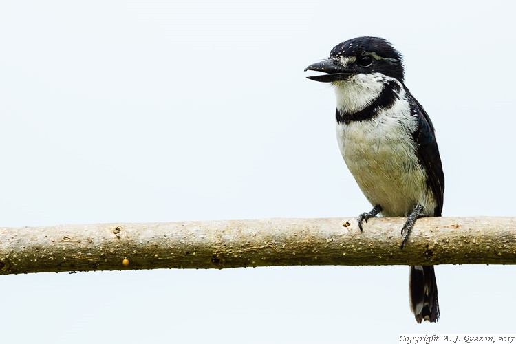 Pied Puffbird (Notharchus tectus)