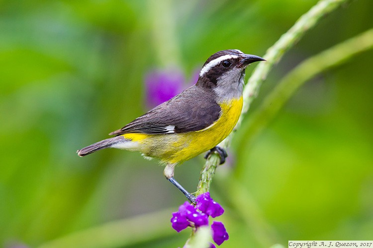 Bananaquit (Coereba flaveola)