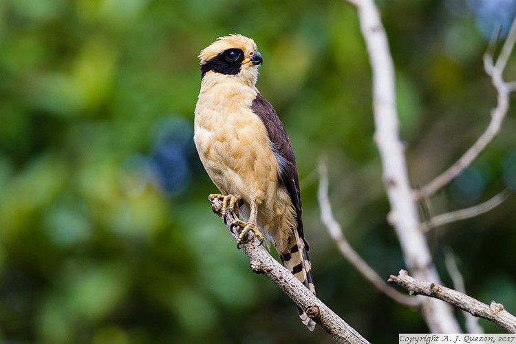 Laughing Falcon (Herpetotheres cachinnans)