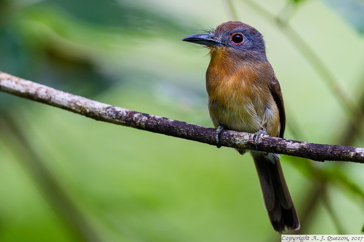 Gray-cheeked Nunlet (Nonnula frontalis)