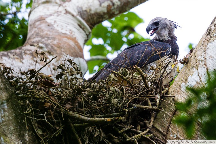 Harpy Eagle (Harpia harpyja)