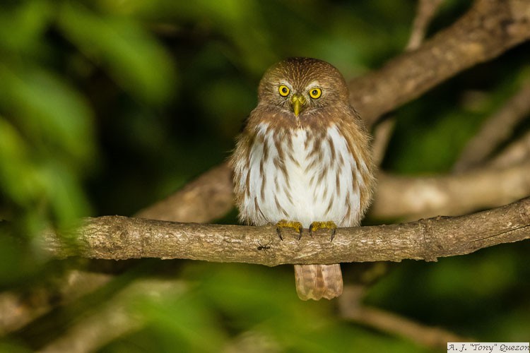 Ferruginous Pygmy-Owl (Glaucidium brasilianum)