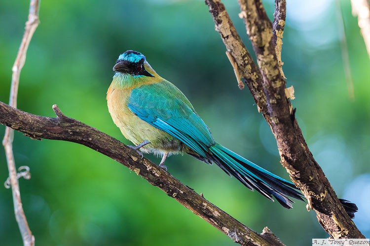 Blue-crowned Motmot (Lesson's) (Momotus coeruliceps lessonii)