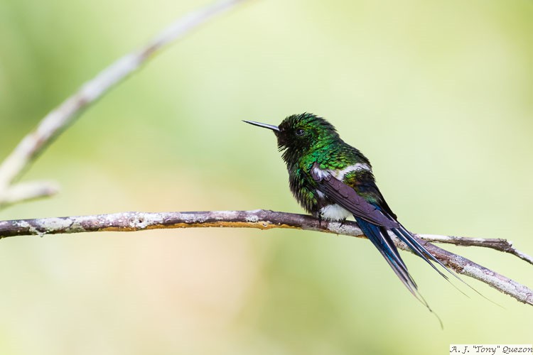 Green Thorntail (Discosura conversii)