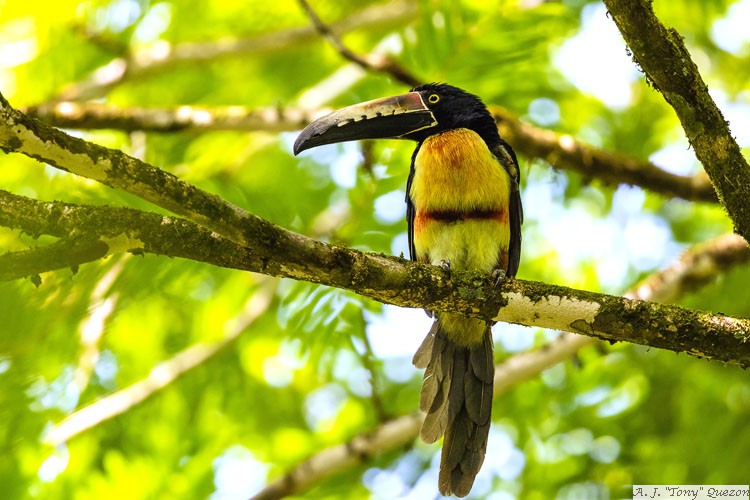 Collared Aracari (Pteroglossus torquatus)