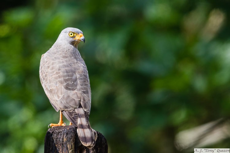 Roadside Hawk (Rupornis magnirostris)