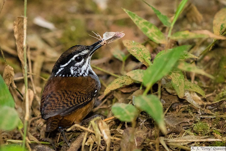 White-breasted Wood-Wren (Henicorhina leucosticta)