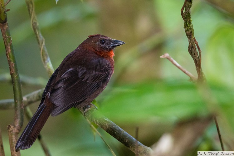 Red-throated Ant-Tanager (Habia fuscicauda)