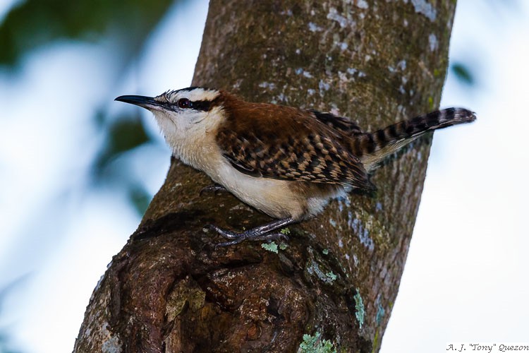 Rufous-naped Wren (Campylorhynchus rufinucha)<br/>