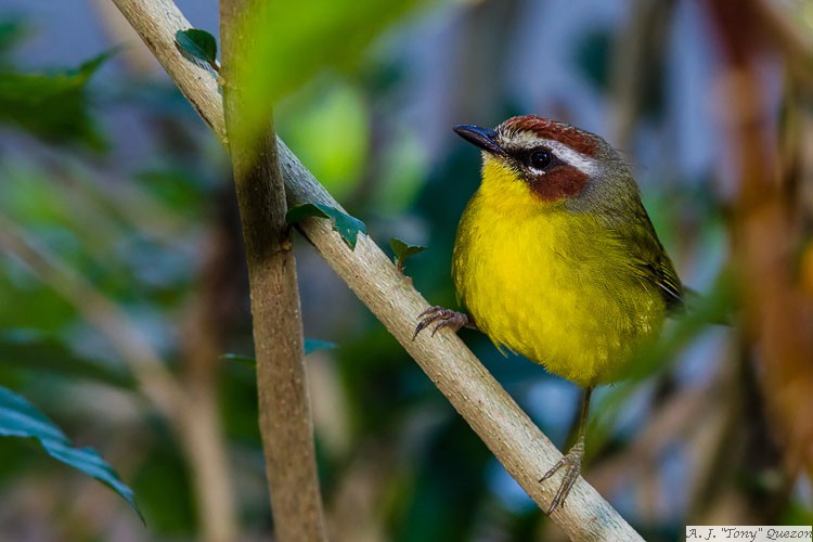 Rufous-capped Warbler (Basileuterus rufifrons)