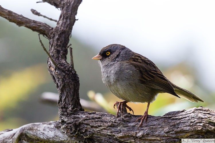 Volcano Junco (Junco vulcani)