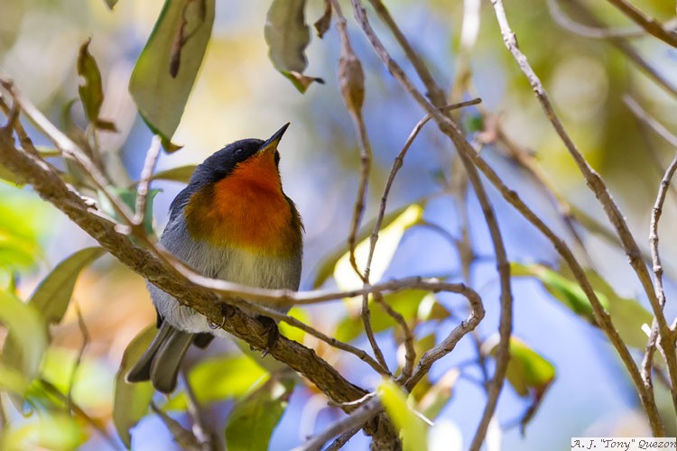 Flame-throated Warbler (Oreothlypis gutturalis)