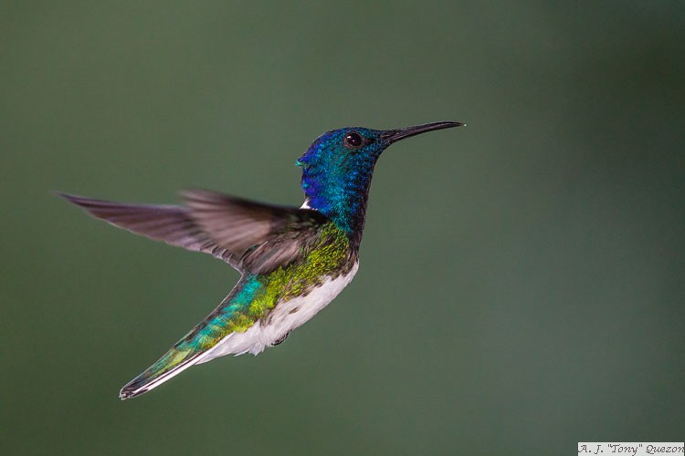 White-necked Jacobin (Florisuga mellivora)