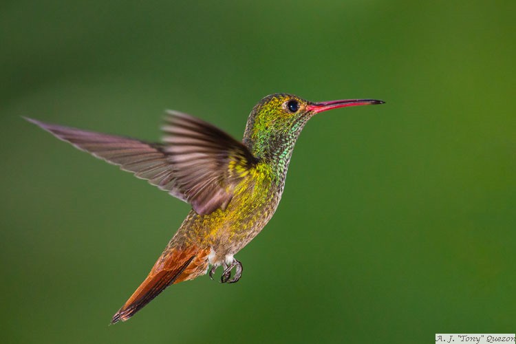 Rufous-tailed Hummingbird (Amazilia tzacatl)