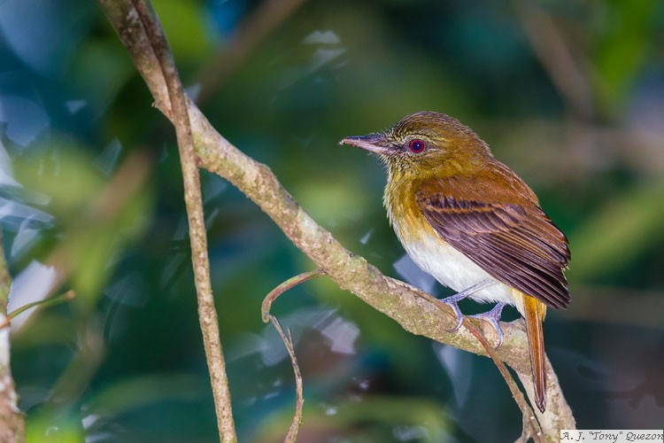 Bright-rumped Attila (Attila spadiceus)