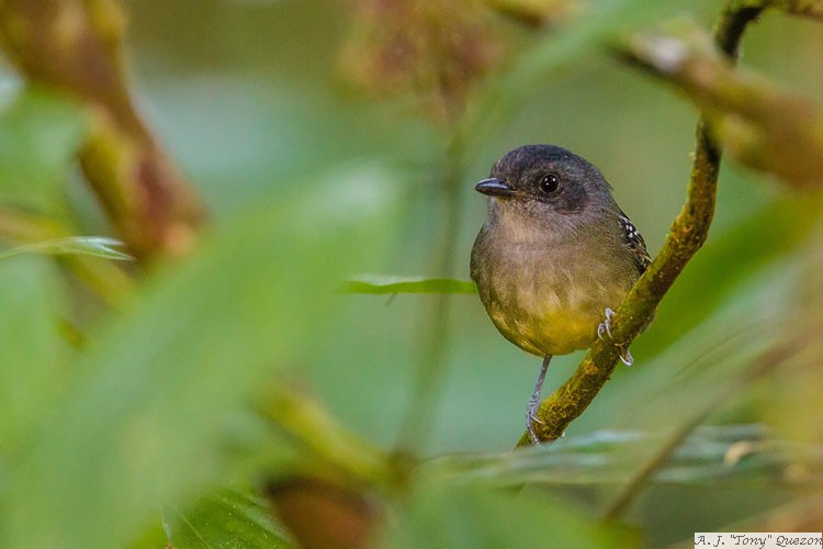 Plain Antvireo (Dysithamnus mentalis)