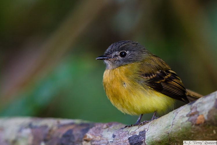 Tawny-chested Flycatcher (Aphanotriccus capitalis)