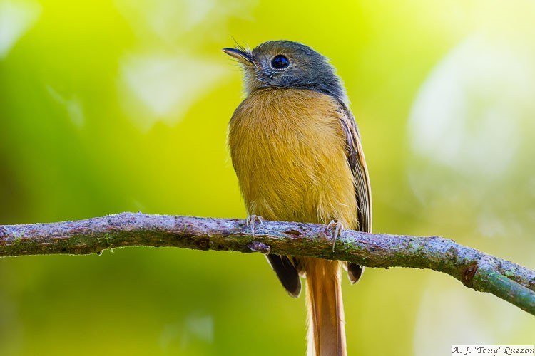 Ruddy-tailed Flycatcher (Terenotriccus erythrurus)