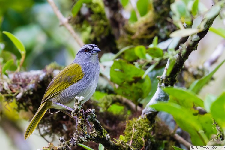 Black-striped Sparrow (Arremonops conirostris)