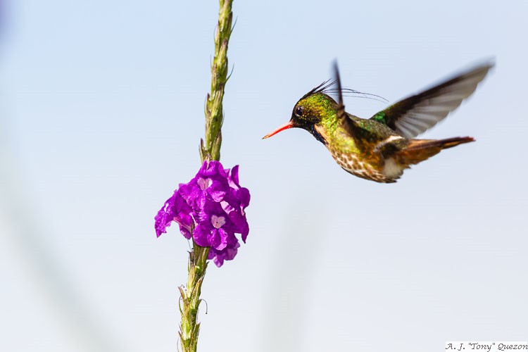 Black-crested Coquette (Lophornis helenae)