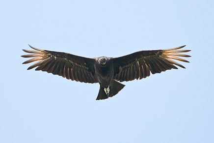 Black Vulture (Coragyps atratus)