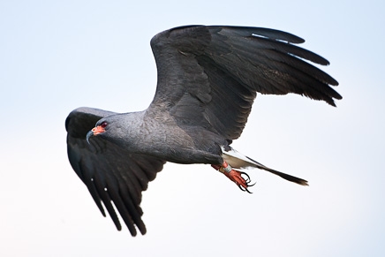 Snial Kite (Rostrahmus sociabilis)