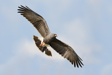 Snial Kite (Rostrahmus sociabilis)