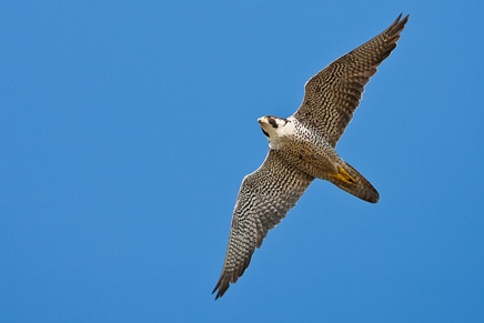 Peregrine Falcon (Falco peregrinus)