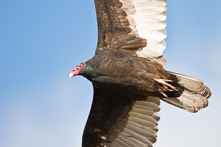 Turkey Vulture (Cathartes aura)