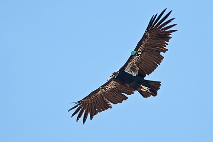 California Condor (Gymnogyps californianus)