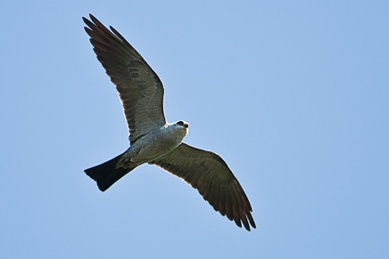 Mississippi Kite (Ictinia mississippiensis)